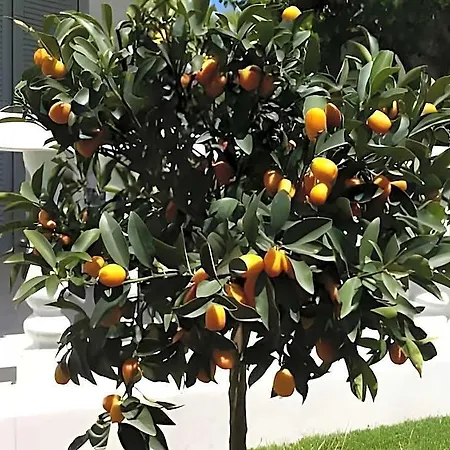 Sorf Αλακάτι